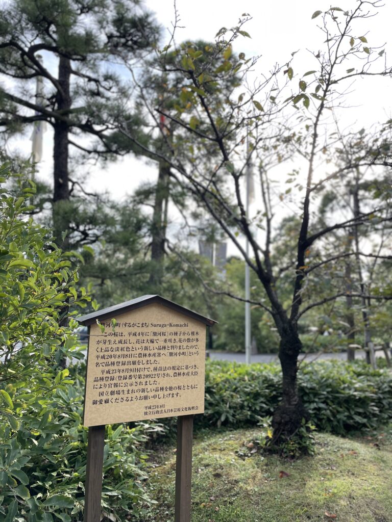 駿河小町（するがこまち)Suruge-Komachi この桜は、平成4年に「駿河桜」の種子から稚木が芽生え成長し、花は大輪で一重咲き、花の数が多く上品な淡紅色という新しい品種と判りましたので、平成20年8月8日に農林水産省へ「駿河小町」という名で品種登録出願をしました。 平成23年8月9日付けで、種苗法の規定に基づき、品種登録（登録番号第20922号)され、農林水産大臣により官報に公示されました。 国立劇場生まれの新しい品種を他の桜とともに御愛願くださるようお願い申し上げます。 平成23年8月 独必行法人日本荟術又化振興会