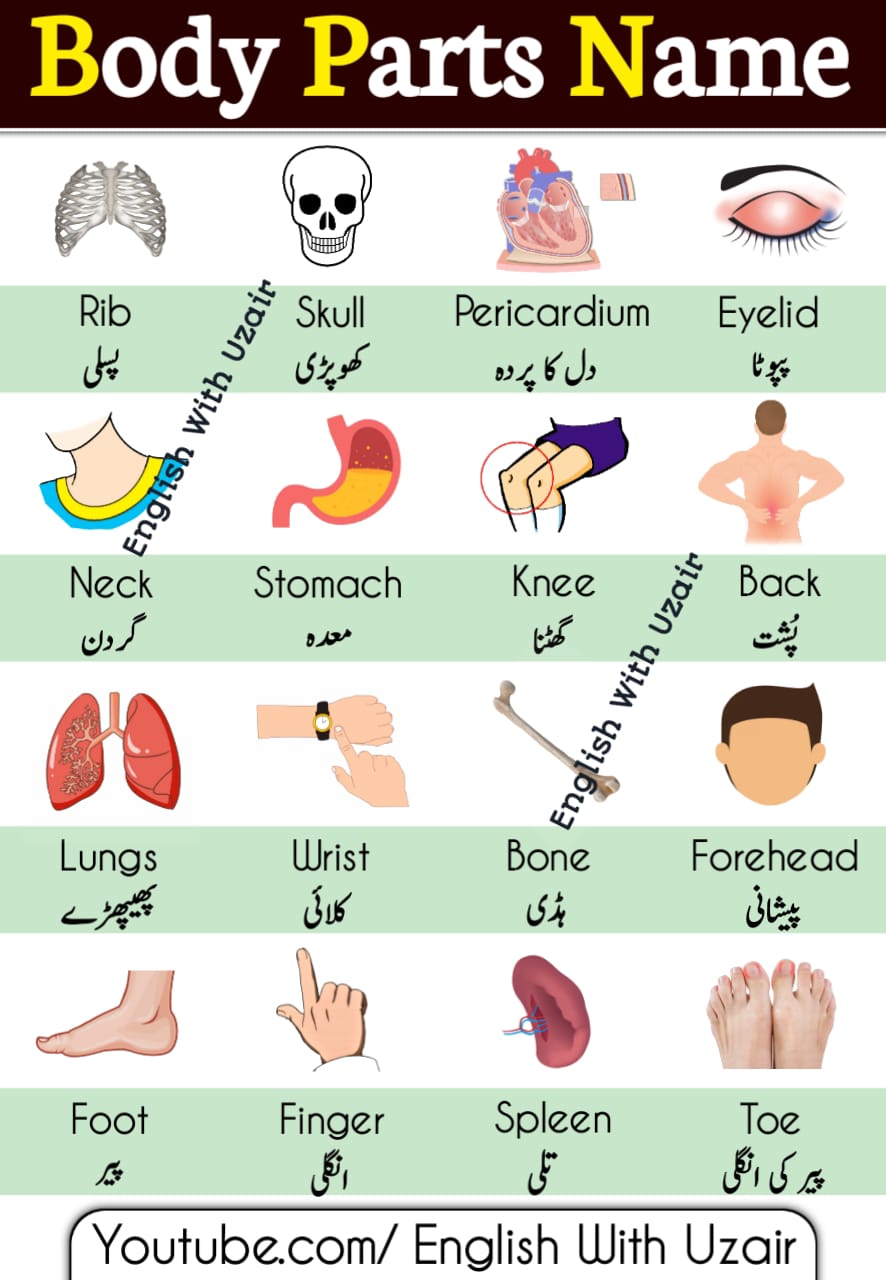 Parts Of Body Names In English And Urdu