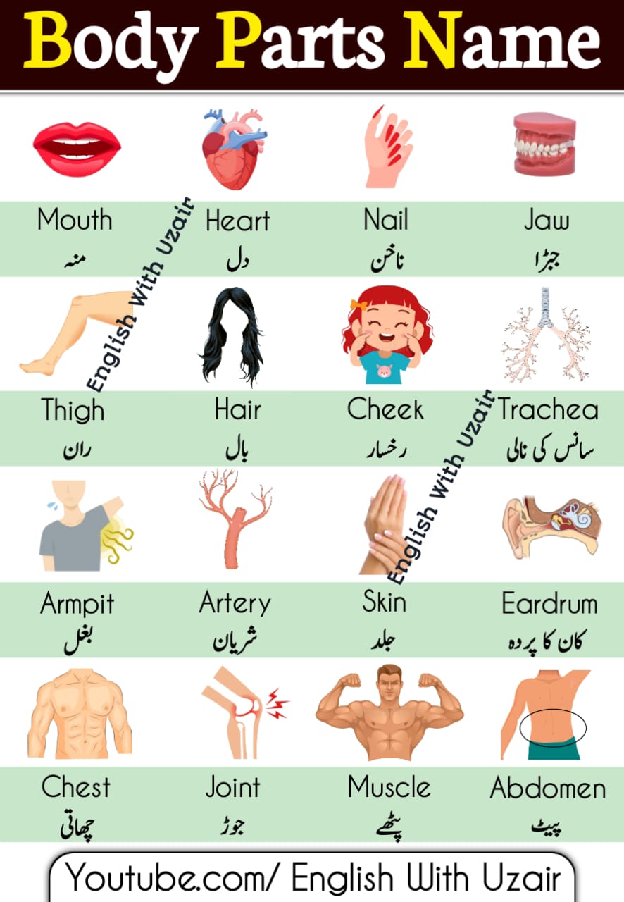 Parts Of Body Names In English And Urdu