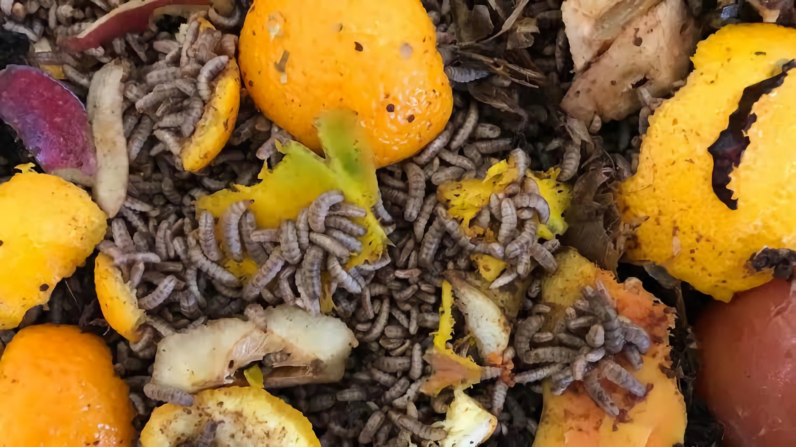 Mengintip Peluang Usaha Budidaya Maggot Black Soldier Fly (BSF), Si