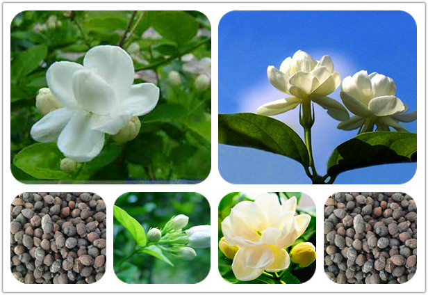 9 Cara Menanam Bunga Melati dalam Pot (Panduan Lengkap)