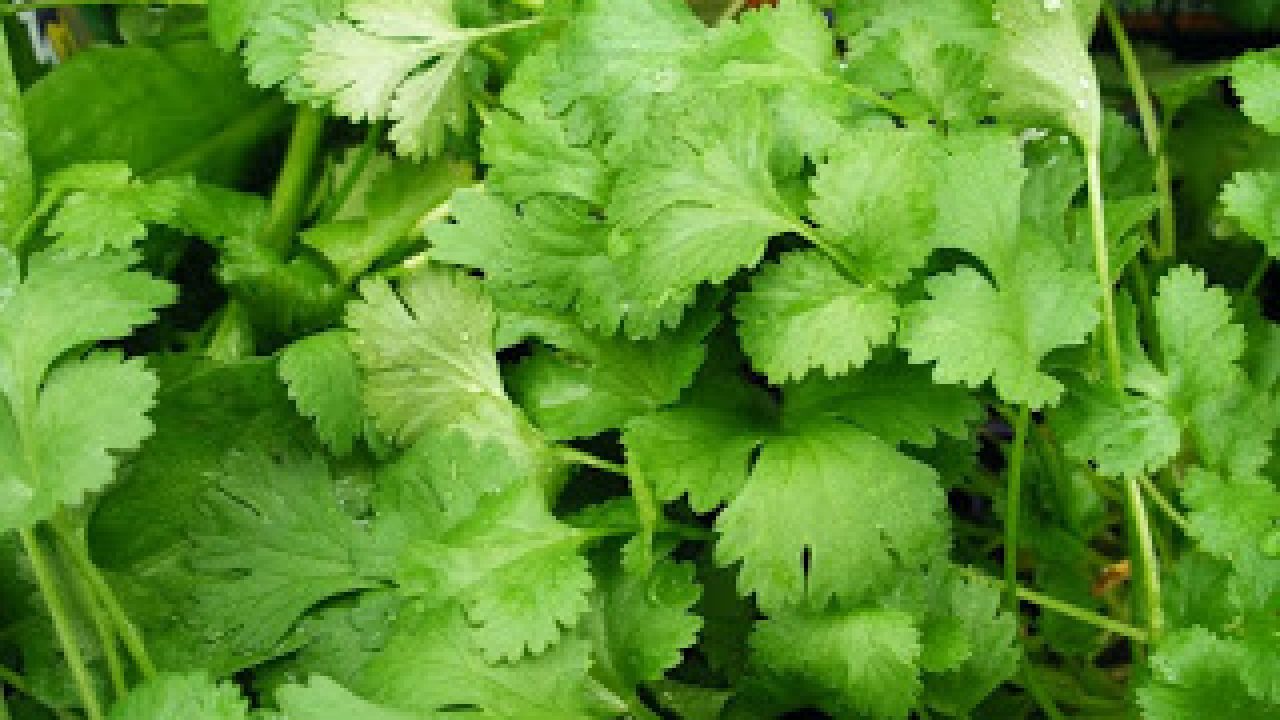 pozie Pohon Mint