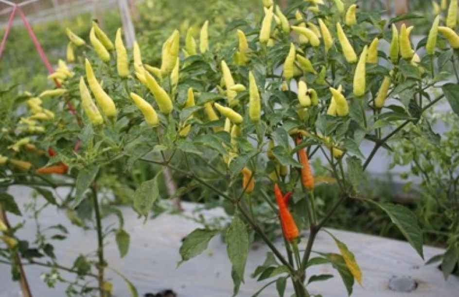 10 Cara Menanam Cabe Rawit dari Biji di Halaman Rumah