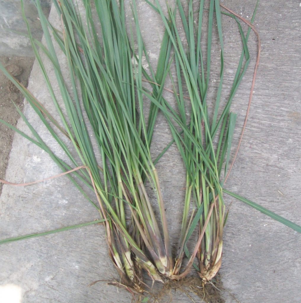 10 Cara Menanam Serai dalam Pot (Panduan Lengkap)