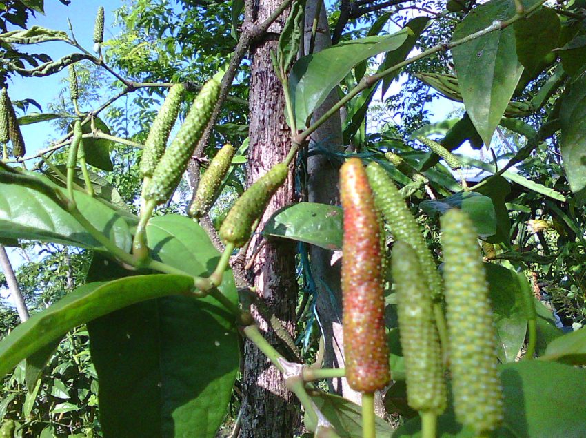 8 Cara Menanam Cabe Jamu dari Biji (Teknik Mudah)
