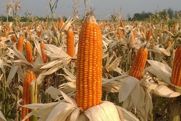 10 Cara Menanam Jagung Hibrida (Panduan Lengkap)