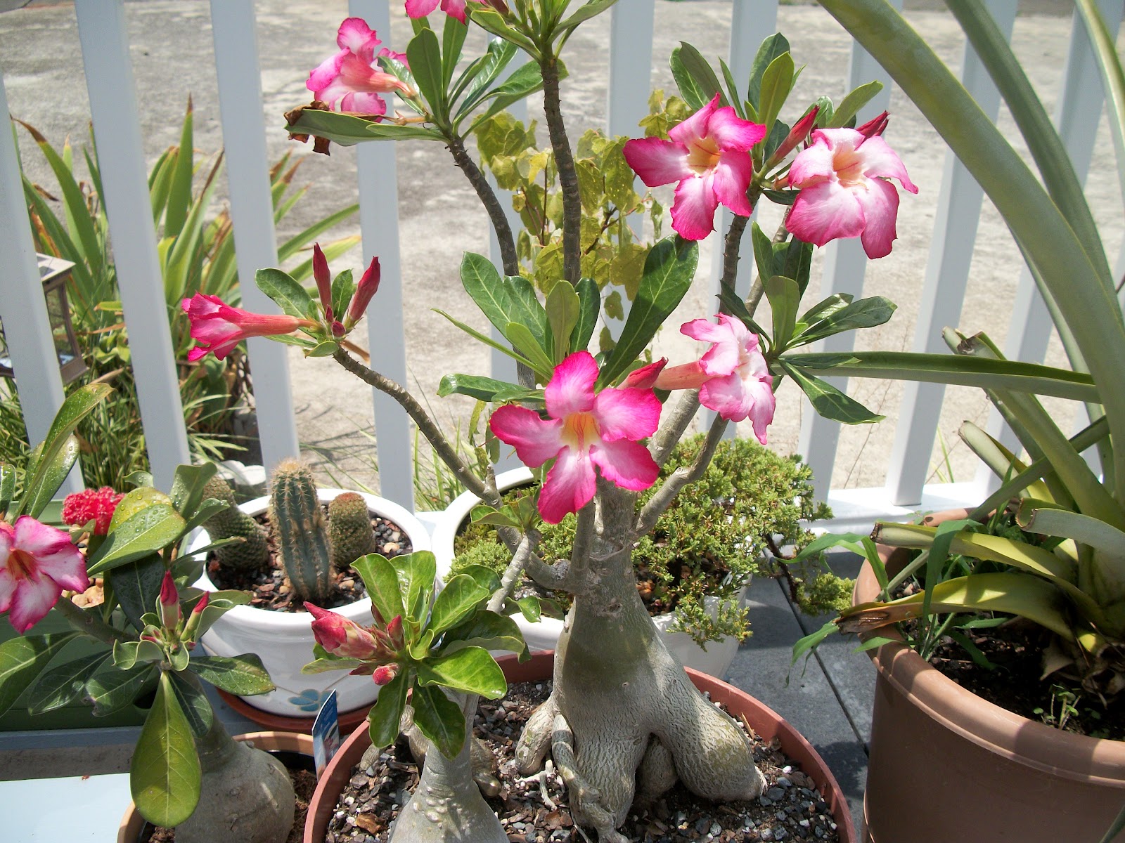 2 Cara Menanam Adenium dengan Stek Paling Mudah
