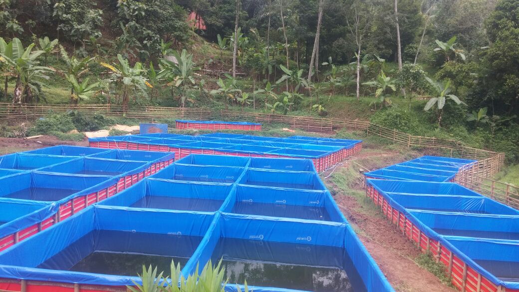 kolam terpal Ikan Gurame