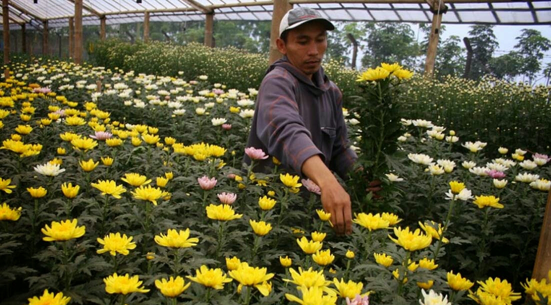 5 Cara Menanam Bunga Seruni Bagi Pemula