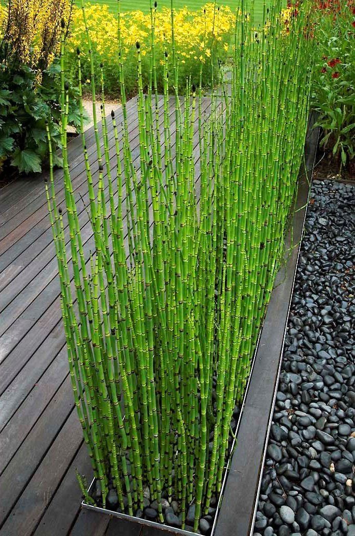 bambu air