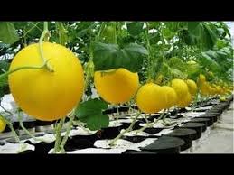 3 Cara Menanam Jeruk Lemon Hidroponik Paling Mudah Ilmubudidaya Com