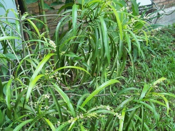 Cara Menanam Bunga Zodia di Perkarangan Rumah