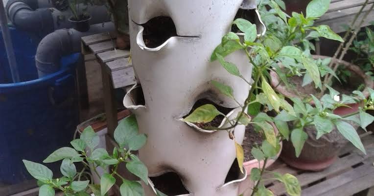 Cara Menanam Cabe Rawit Vertikultur