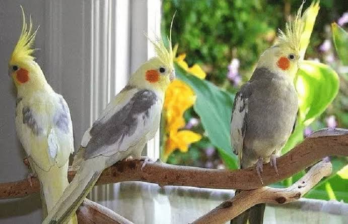 Cara Budidaya Burung Falk Perawatan Sampai Bertelur Ilmubudidaya Com