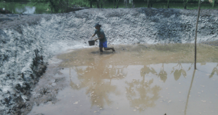 Tujuan dan Manfaat Pengapuran Pada Kolam Ikan Ilmu