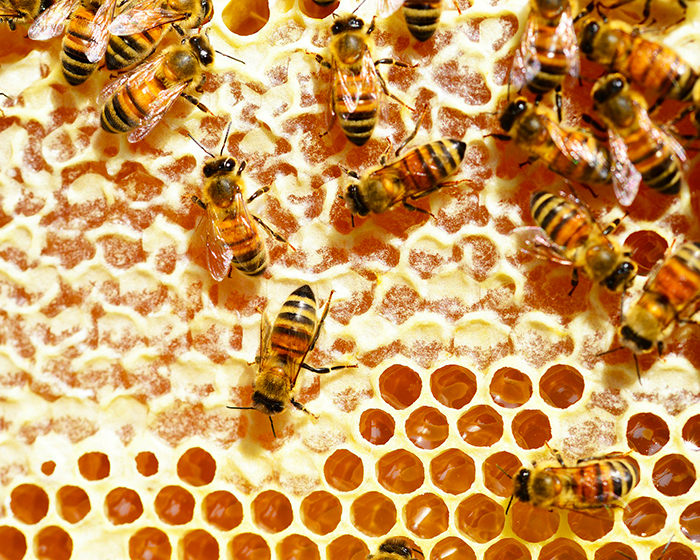 Dalle api all'uomo la pappa reale