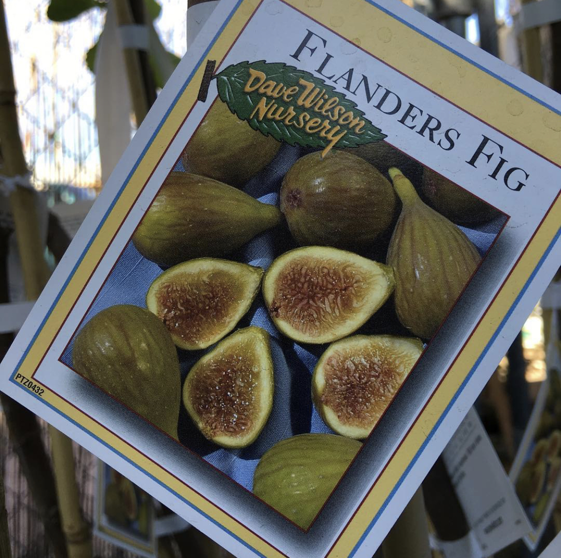 Looking for the Sweetest Fig? Fig Lovers Listen Up!
