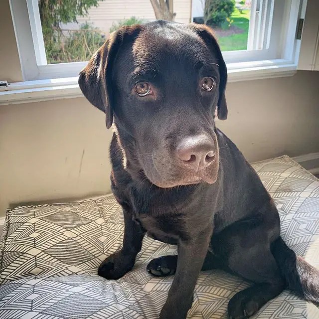 Top 10 Dog Breeds That Are Extra Clingy With Their Owners