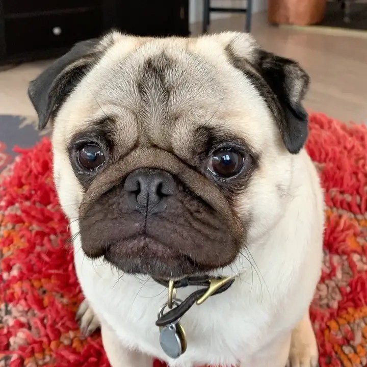 10 Best Dog Breeds for People Living the Single Life