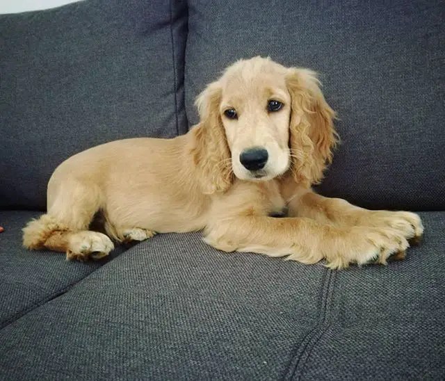 Top 10 Most Popular Sporting Dog Breeds