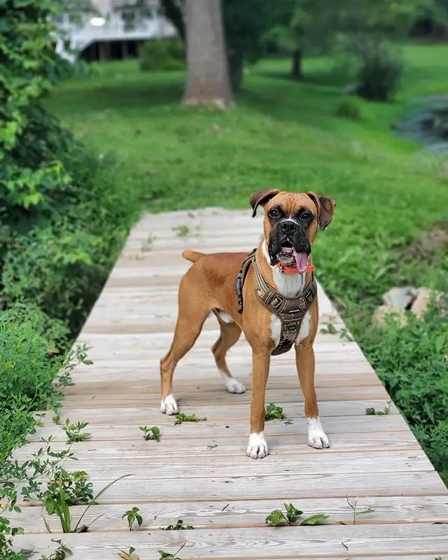 Top 10 Most Muscular Dog Breeds