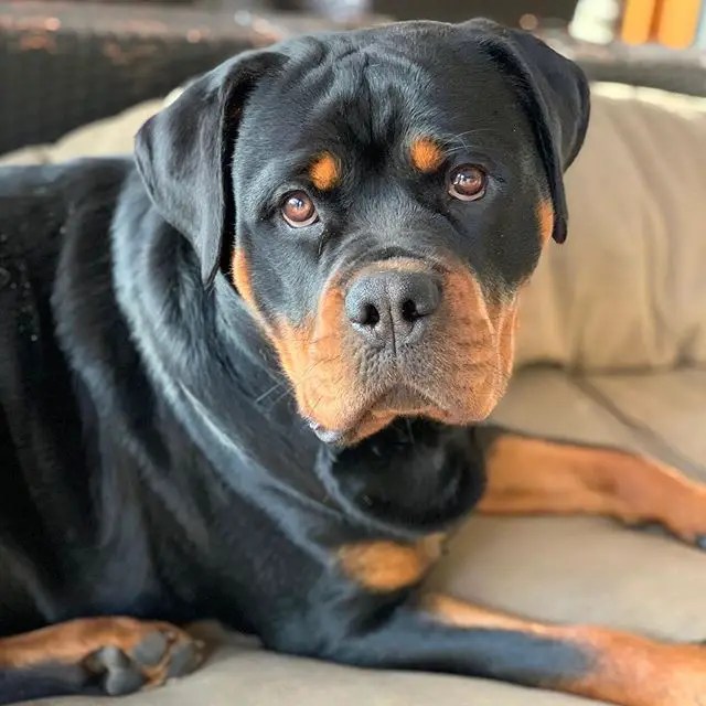 Top 10 Most Muscular Dog Breeds