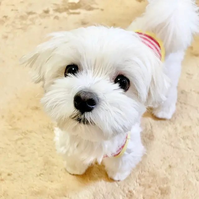 10 Best Dog Breeds for City Living