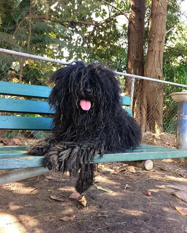 10 Dog Breeds That Require a Lot of Grooming