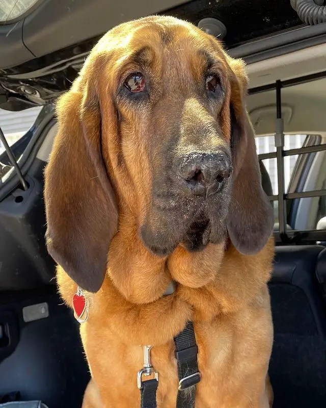 Top 10 Dog Breeds With The Biggest Ears