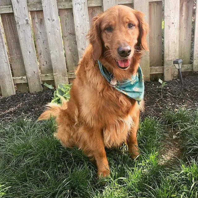 The 12 Most Popular Dog Breeds in America of 2020