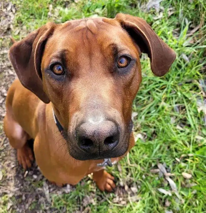 15 Best Dog Breeds for Hot Weather