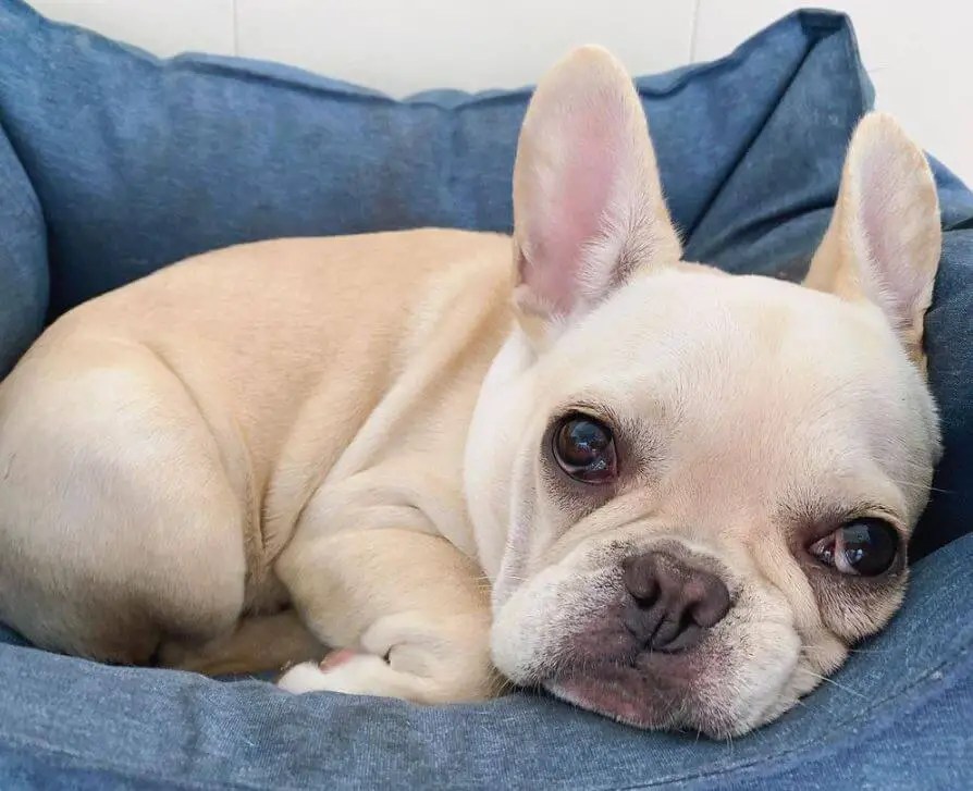 How to Give Your Dog Eye Drops A StepbyStep Guide for Pet Owners