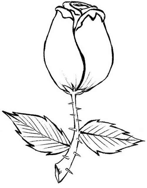 Blog Professor Zezinho Desenhos Flores para Colorir e