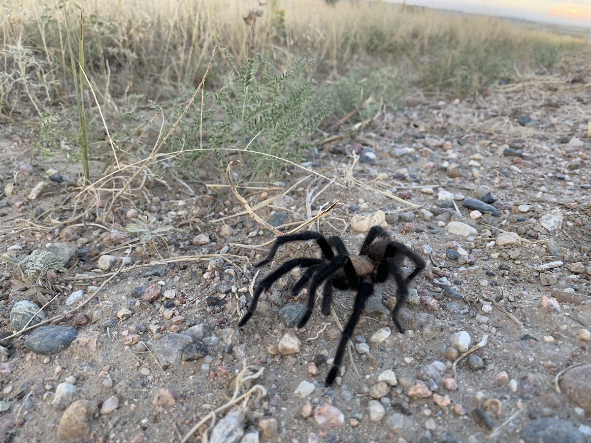 Play La Junta Economic Development