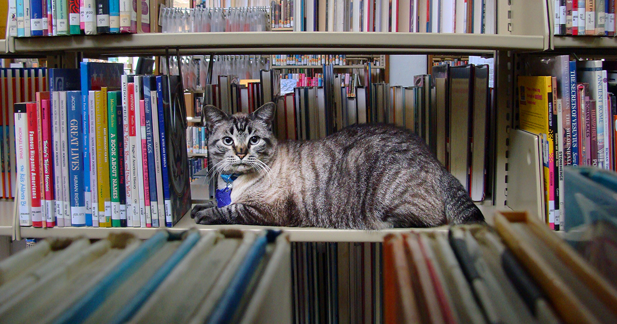 What It’s Like to Be a Library Cat During the Pandemic I Love Libraries