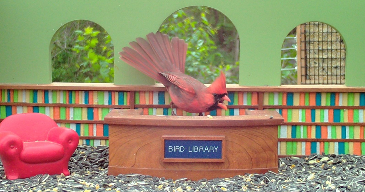 Book Lovers Are Flocking to This Livestreamed Bird Library I Love