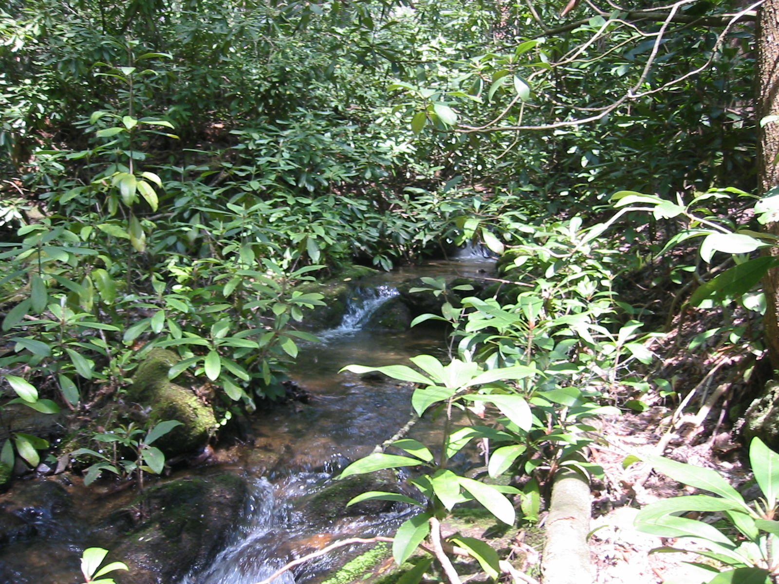 82 Acres of Land for Sale Completely Surrounded By National Forest in