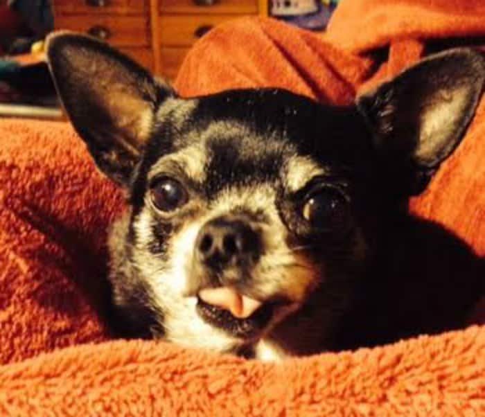 Black Chihuahuas I Love My Chi