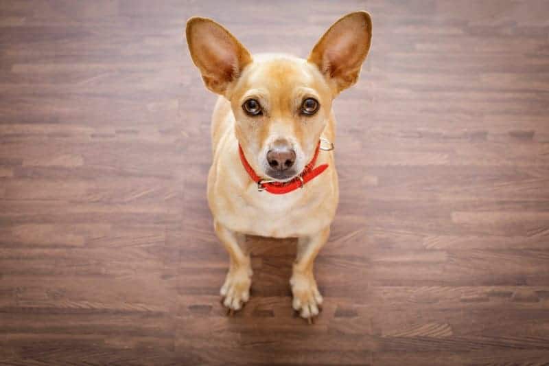 How to Choose the Best Chihuahua Collar or Harness I Love My Chi