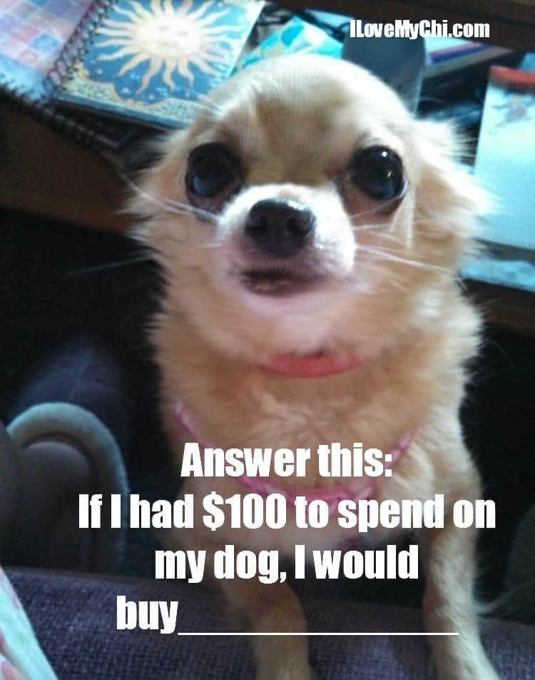20 Chihuahua Memes That Ask a Question I Love My Chi