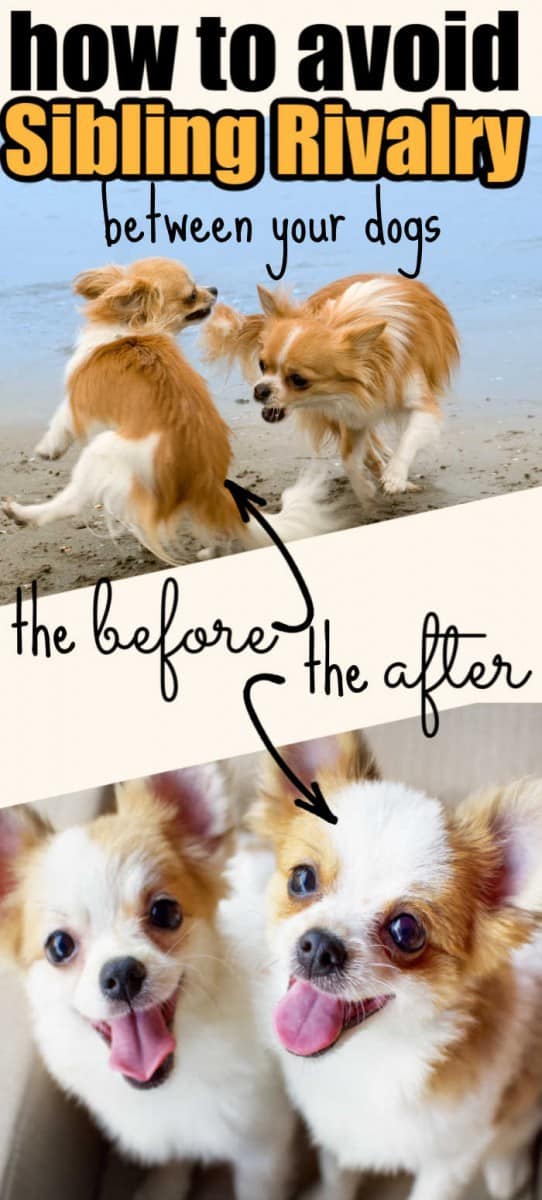 How to Avoid Sibling Rivalry Between your Dogs I Love My Chi