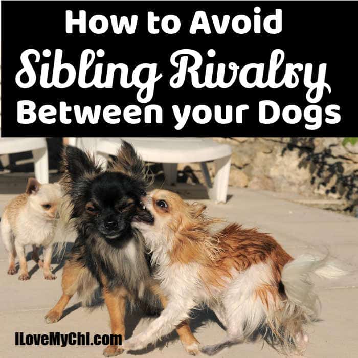 How Do I Stop My Dogs Sibling Rivalry