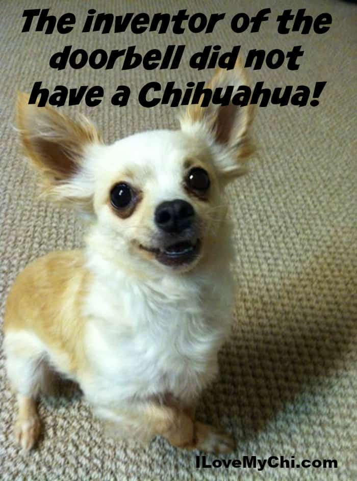 26 More Funny Chihuahua Memes I Love My Chi