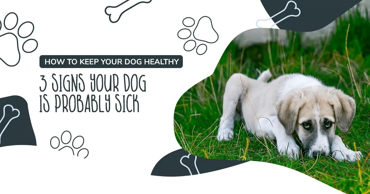 How to Keep Your Dog Healthy 3 Signs Your Dog Is Probably Sick I Love My Dog So Much