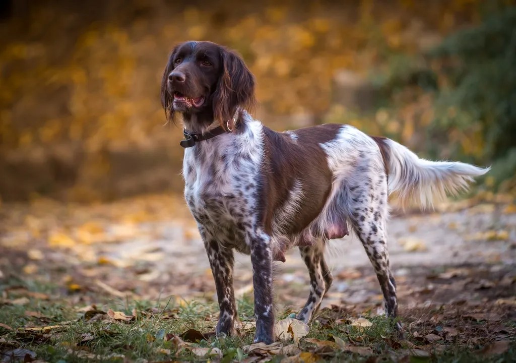 A Guide to the Small Munsterlander Pointer History, Characteristics