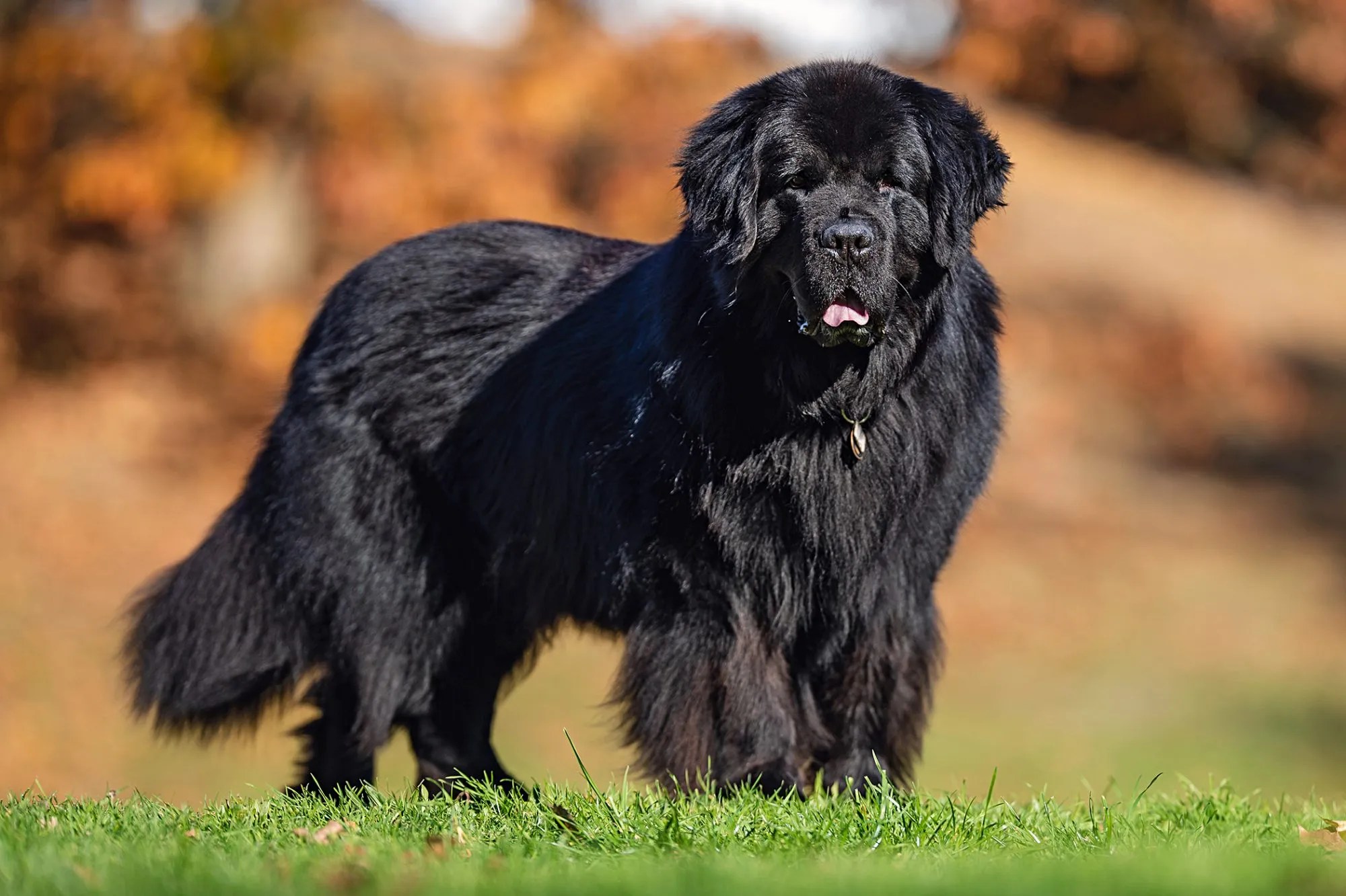 Discovering the Endearing Qualities of Newfoundland Dogs I Love My