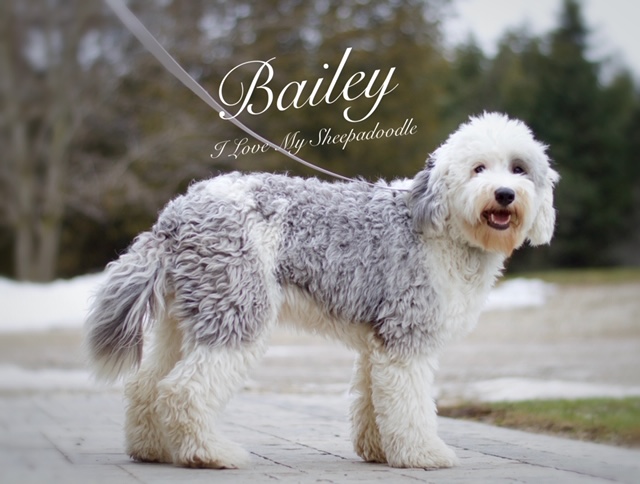 Mini Sheepadoodles I Love My Sheepadoodle