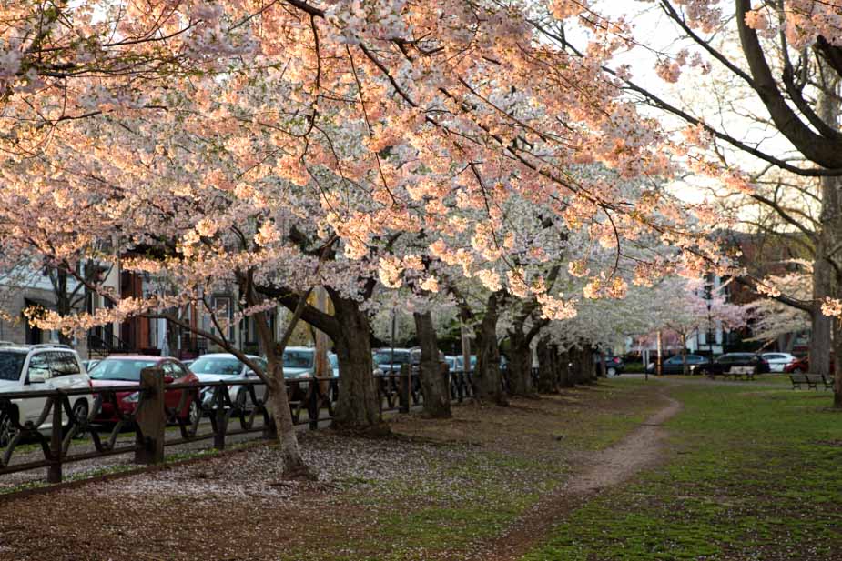 Wooster Square Cherry Blossoms in Full Bloom Chris Randall I Love