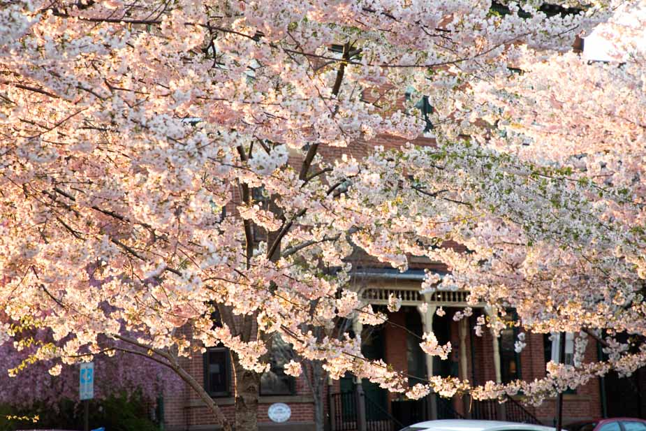 Wooster Square Cherry Blossoms in Full Bloom Chris Randall I Love