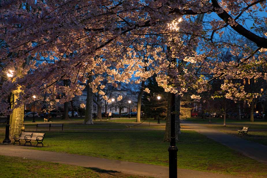 Wooster Square Cherry Blossoms in Full Bloom Chris Randall I Love